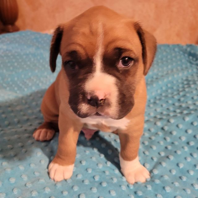 Newborn boxer store puppies for sale